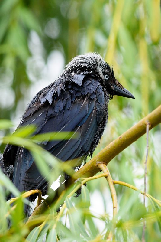 Седая галкаphoto preview