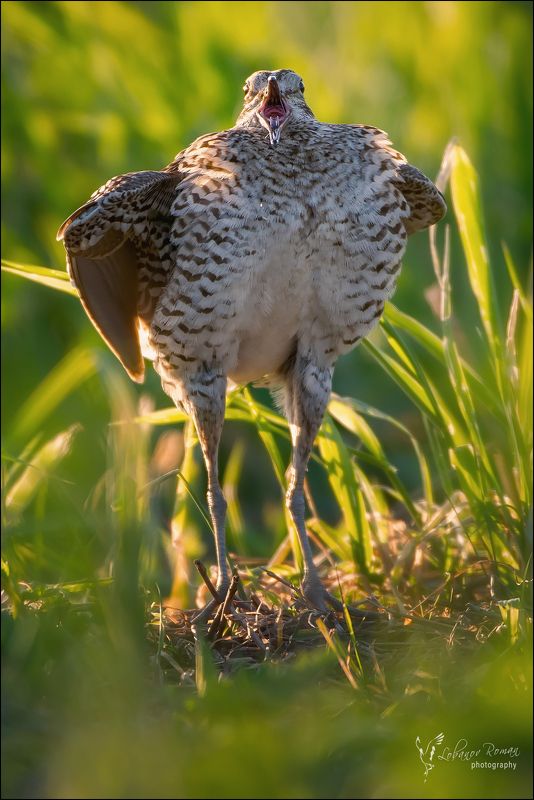 Самый крутой на току!photo preview
