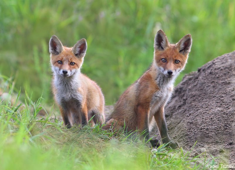 лиса, лисята, fox ***photo preview