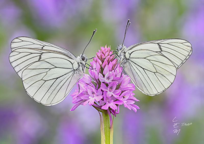 butterfly, aporia, anacamptis Aporia crataegi (Linnaeus, 1758) su Anacamptis pyramidalisphoto preview