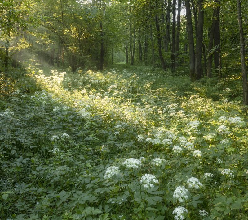 Летнее утро в лесуphoto preview