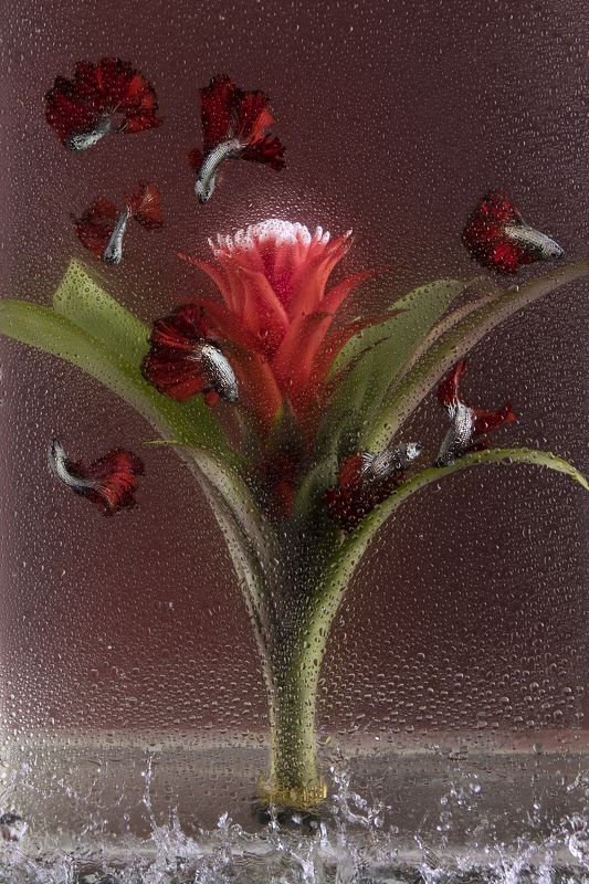 Подводные птицы. Бромелия и петушки Халф Мун фотопроектphoto preview