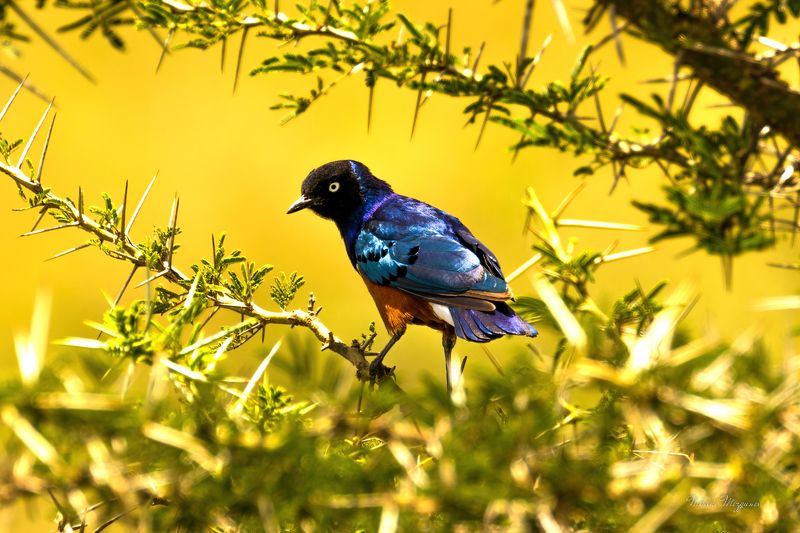 Африканский скворец ( Starling )photo preview