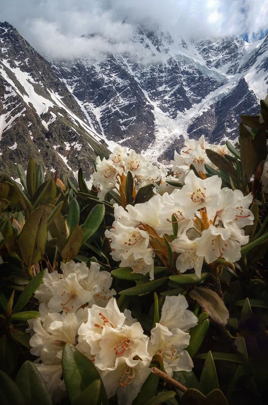 рододендрон кавказскийphoto preview