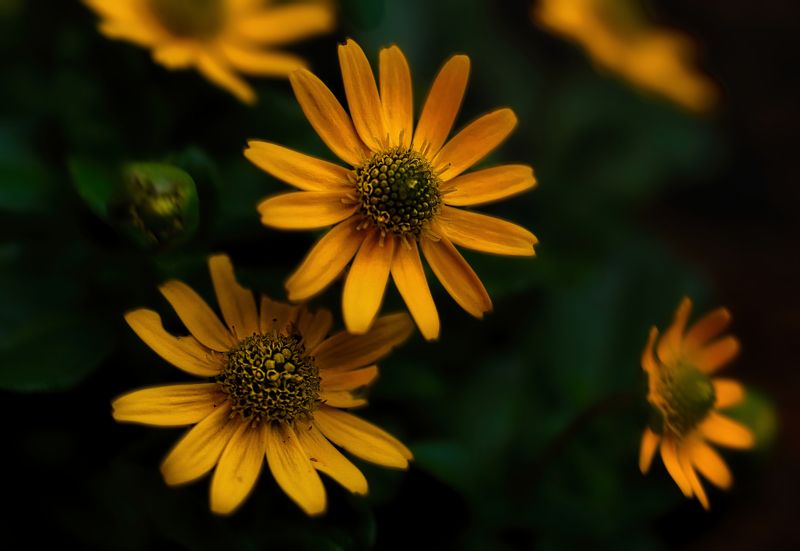 Санвиталия миллион звездphoto preview