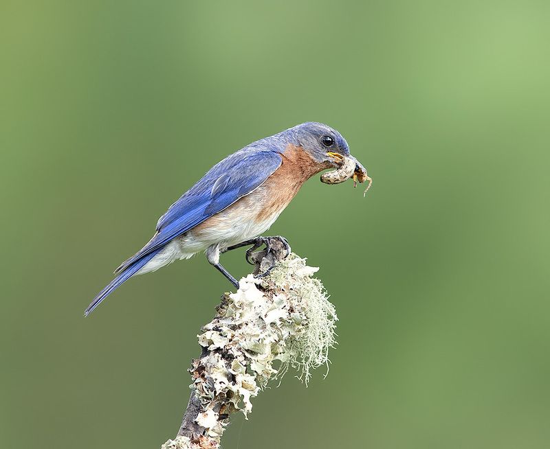 восточная сиалия, eastern bluebird, bluebird Eastern Bluebird, male -Восточная сиалия, самецphoto preview