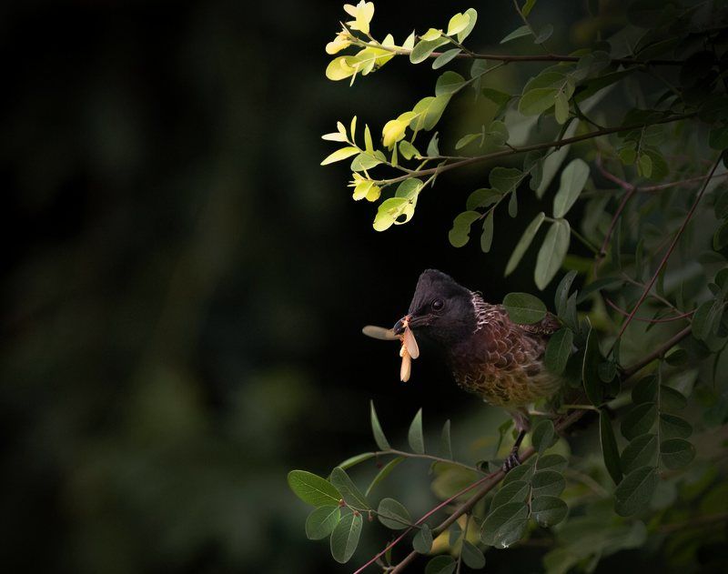 closeup, bird, birds, wild, wings, beauty, nature, swan, feather, spread, little sparrow,animal,animals,nikon,tailorbird,portraitm,eyes,eagle,kite,flying,sky,prey Red-vented Bulbul (Pycnonotus cafer)photo preview