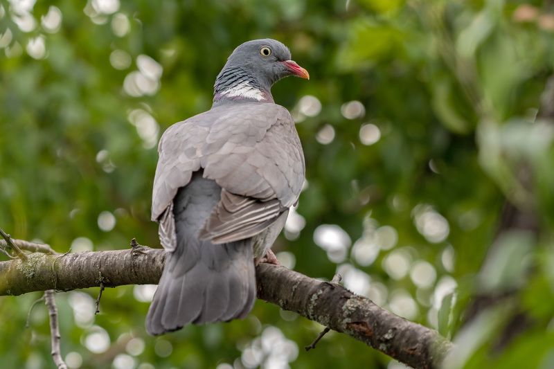 птицы,вяхирь вяхирьphoto preview