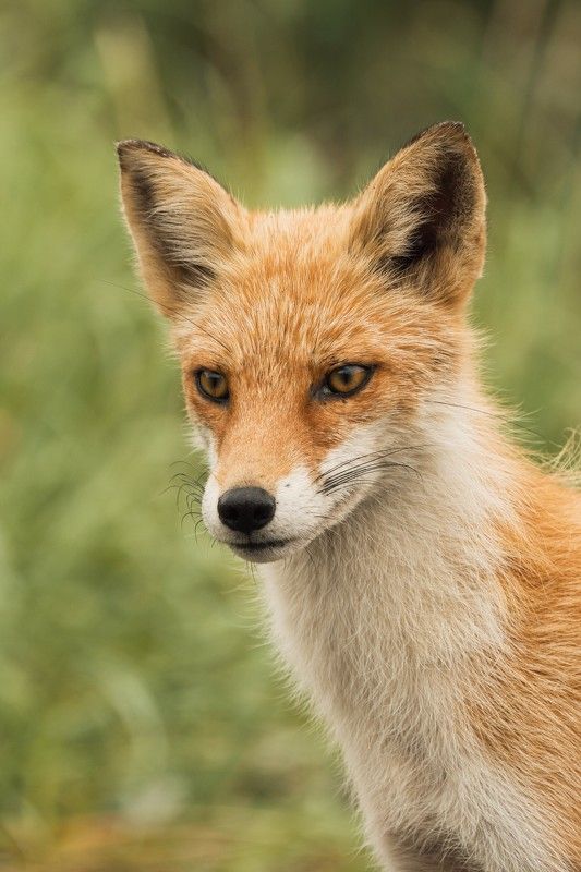 Шикотанская плутовкаphoto preview