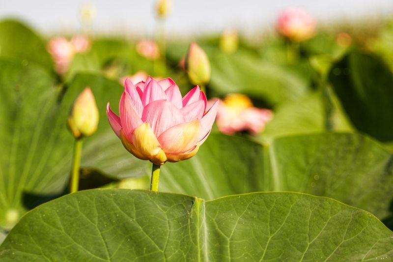 Астраханские лотосыphoto preview