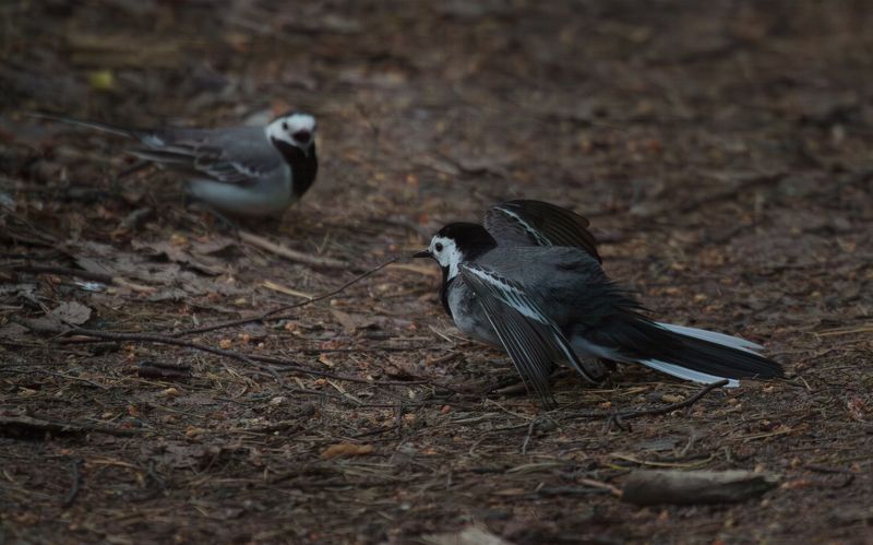 Flamenco (в трясогусочном исполнении)photo preview