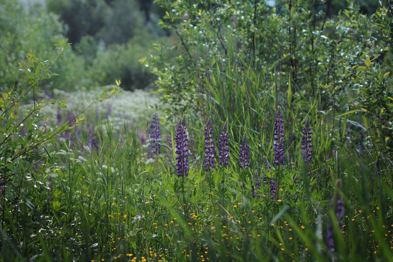 Люпиновое благолепиеphoto preview