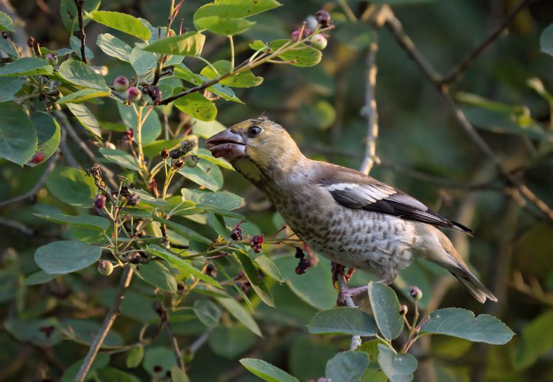 дубонос,ирга, ягоды Сладку ягоду рвали вместе фото превью