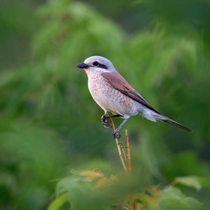 Жулан птица на ветке Жулан высматривает добычуphoto preview