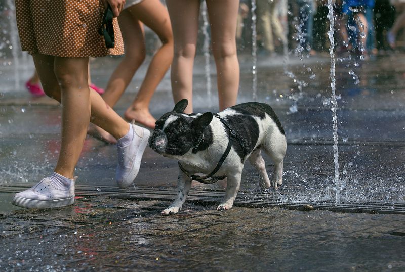 городские картинки, лето, фонтаны и собаки, стрит фото Фонтанное настроениеphoto preview