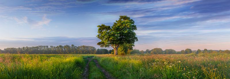 дуб, одинокий, дерево, дорога, проселочная, рассвет, панорама, лето, утро, красота, умиротворение, облака, блики, небо, россия Ленинградская областьphoto preview