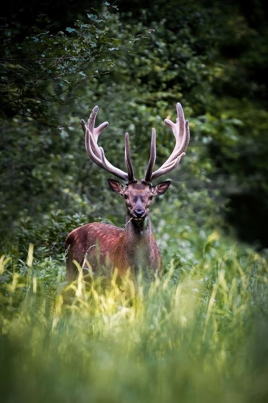 Common Deerphoto preview