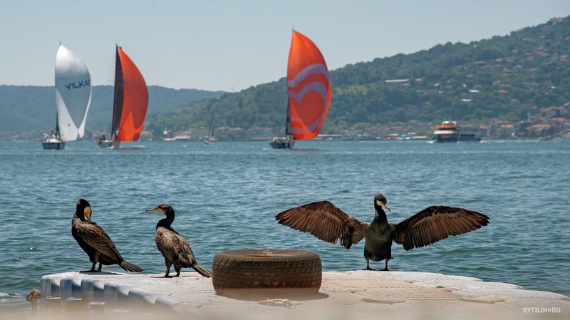 Бигуанский баклан, босфор, турция, регата, парусный, яхта, пролив, морские птицы, животный мир, природа, отдых, туризм, путешествие, поездка Бигуанский баклан изображает имперского орла, встречая парусную регату в проливе Босфор, Турцияphoto preview