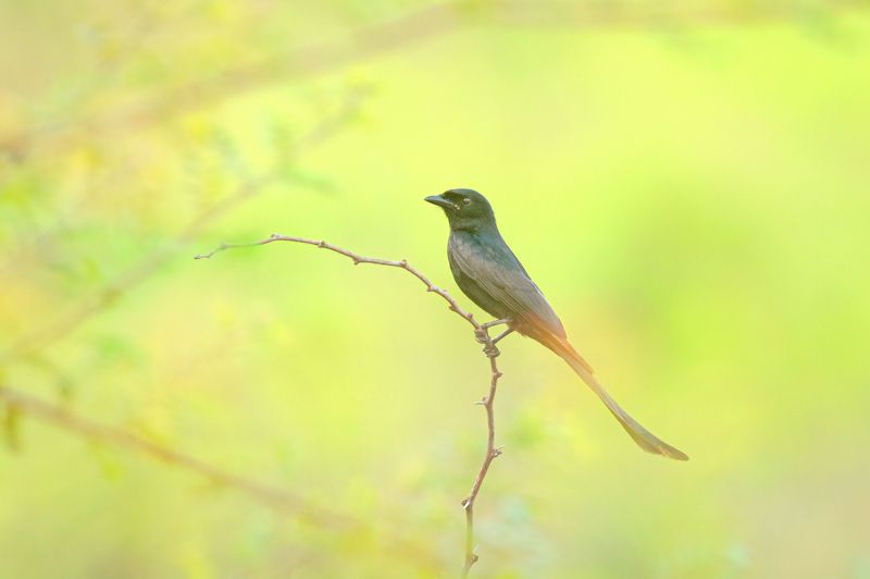 closeup, bird, birds, wild, wings, beauty, nature, swan, feather, spread, little sparrow,animal,animals,nikon,tailorbird,portraitm,eyes,eagle,kite,flying,sky,prey black drongo (Dicrurus macrocercus)photo preview
