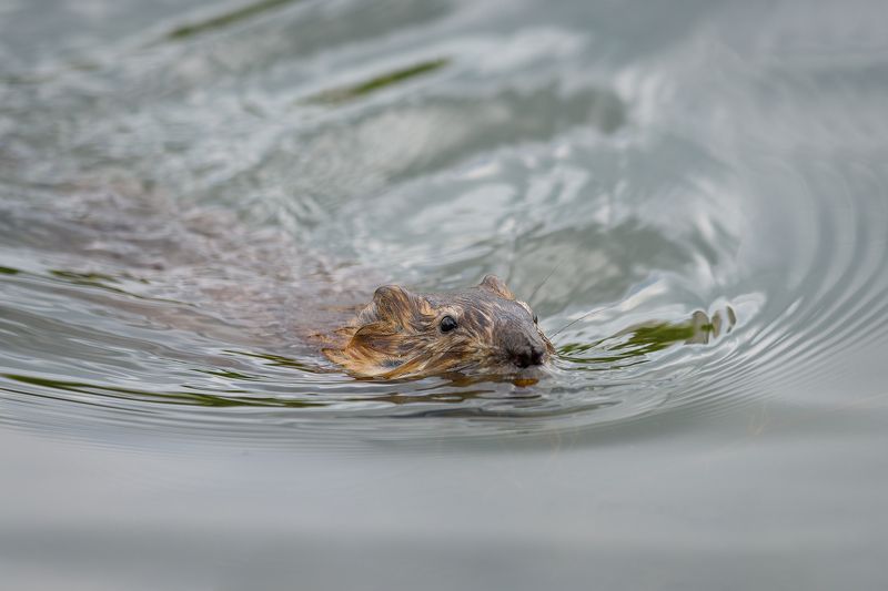 #ондатра Ондатраphoto preview