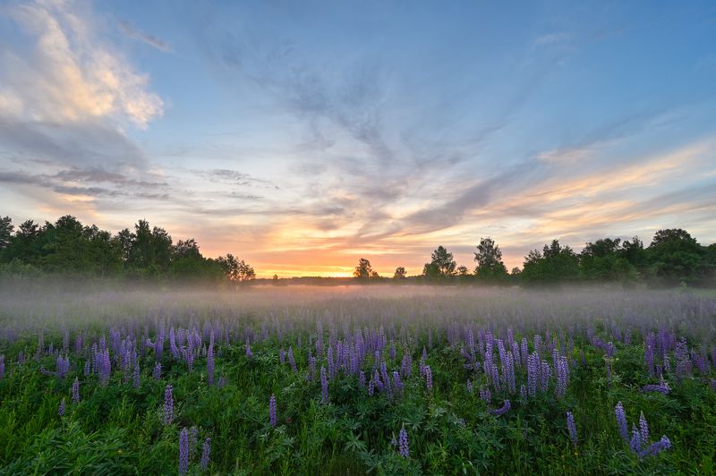вечер,закат,луг,люпины,цветы,туман,небо,облака,свет когда уходят краски дняphoto preview