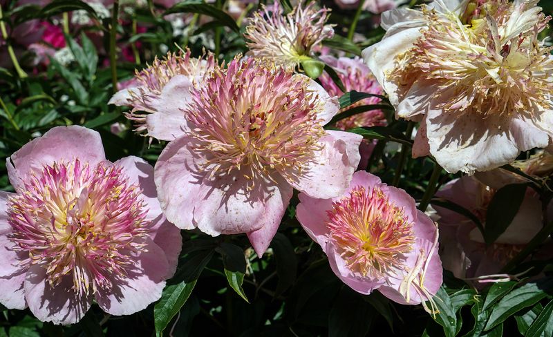 лето!photo preview