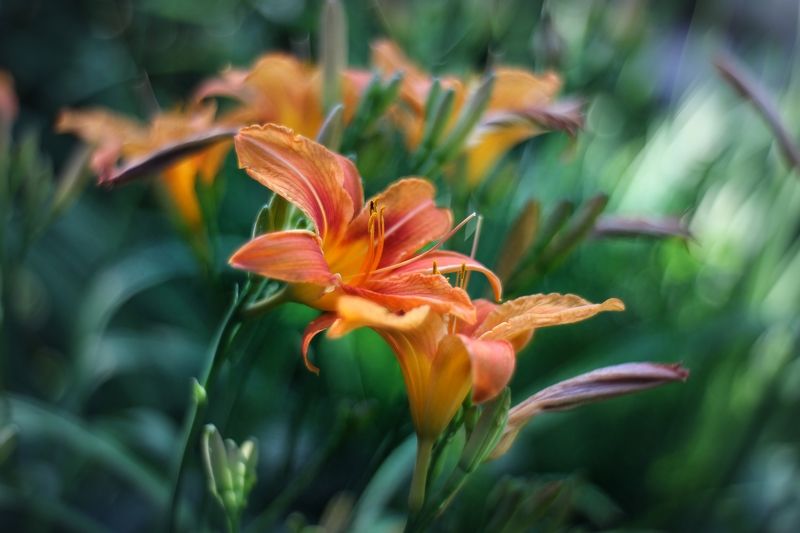 Время лилий ....photo preview