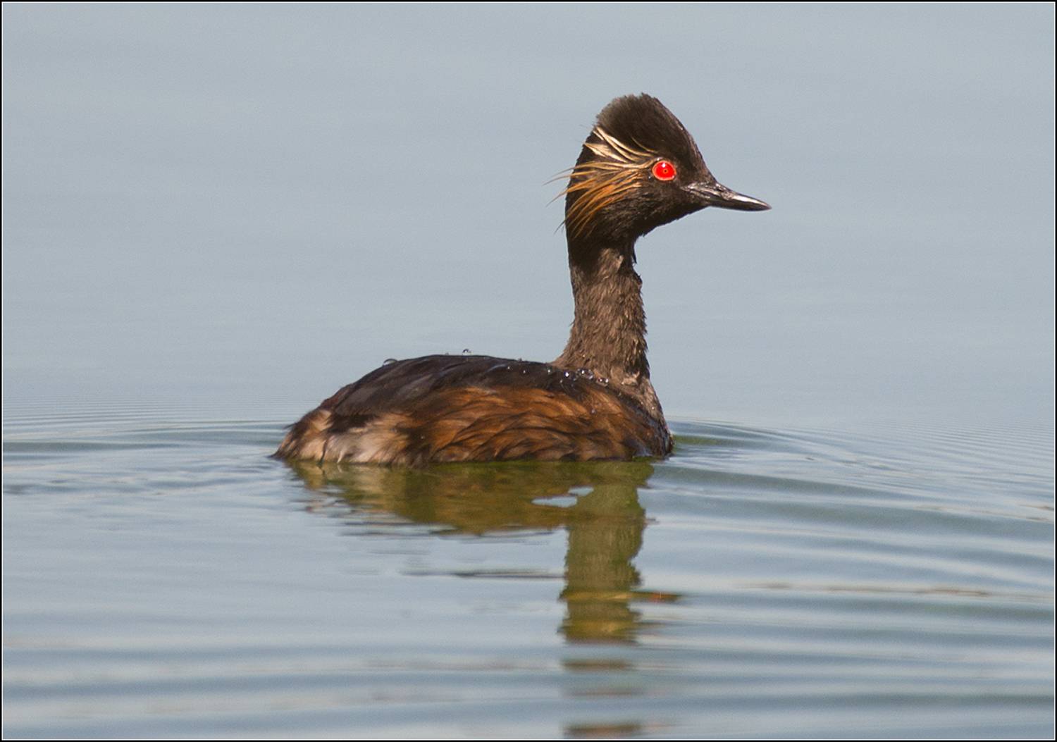 москва, июнь, парк, птица, АНАТОЛИЙ ДОВЫДЕНКО