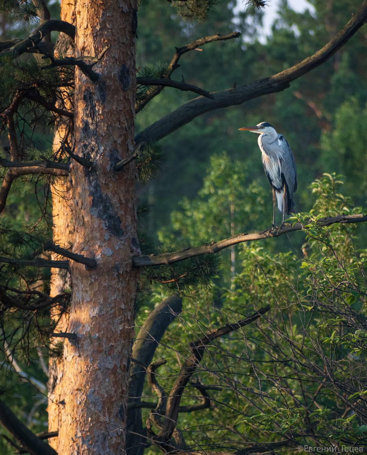 Притворюсь я птицей певчею. Автор: Евгений Гецев птицы, цапля, россия, Евгений Гецев
