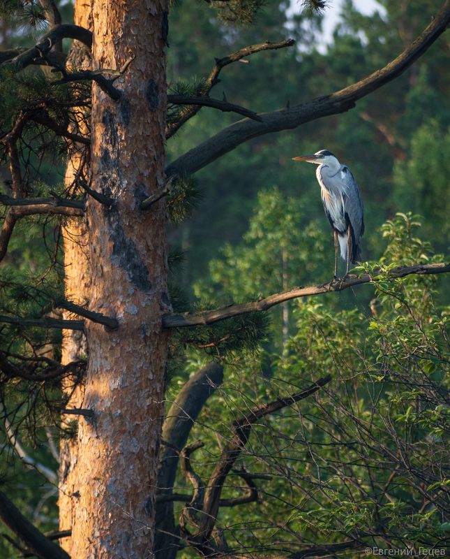птицы, цапля, россия Притворюсь я птицей певчеюphoto preview