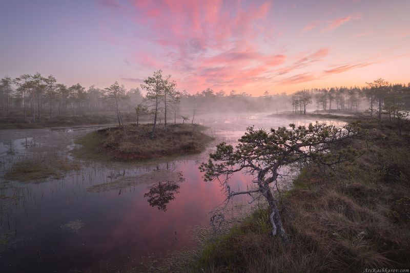 болото, природа ленинградской области, живопись северных болот, фототур, пейзажи ленобласти, сосна, островки \