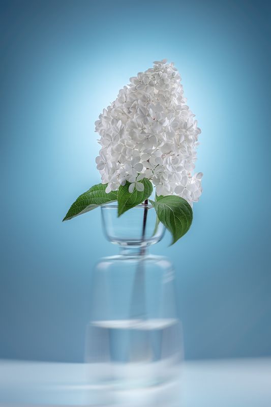 гортензия, цветок photo preview