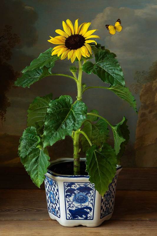 sunflower, still life photography Sunflowerphoto preview