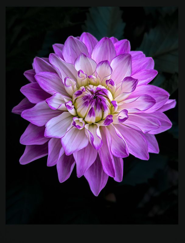 dahlia Георгинphoto preview