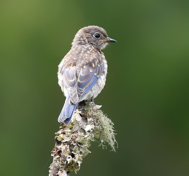 восточная сиалия, eastern bluebird,bluebird juvenile. Bluebird. Восточная сиалия. фото превью