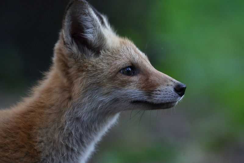 природа, животные, звери, лисица, млекопитающие, лес, анималистика Весь в маму!..photo preview