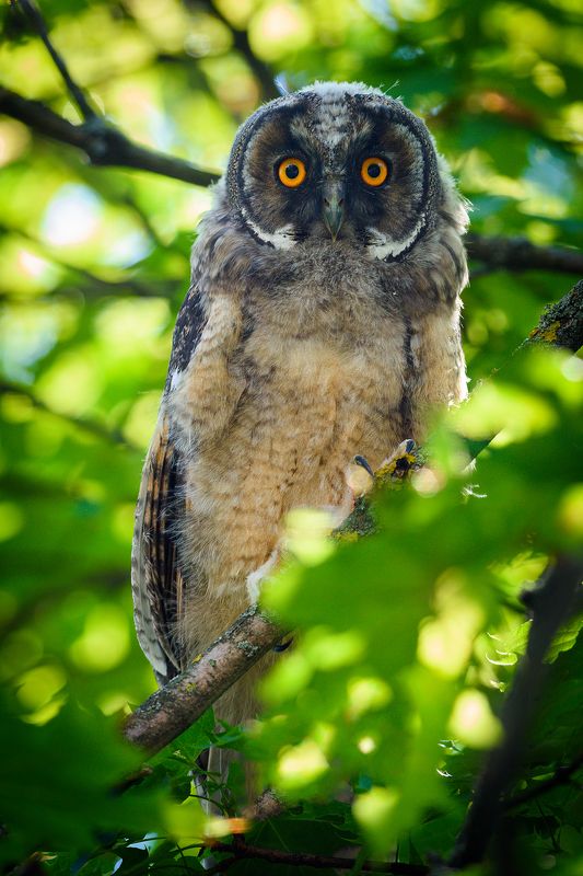 #сова Соваphoto preview