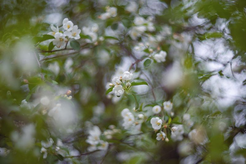 Яблоневый цветphoto preview