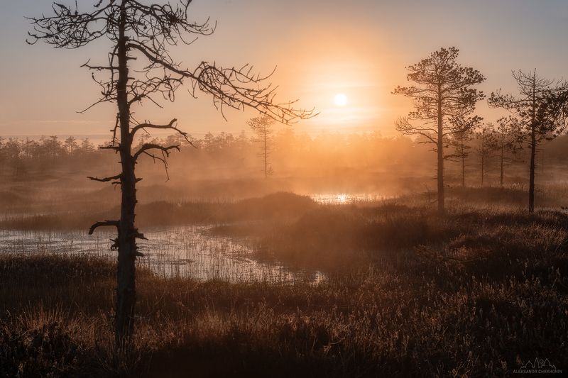 Золотой час на болотеphoto preview