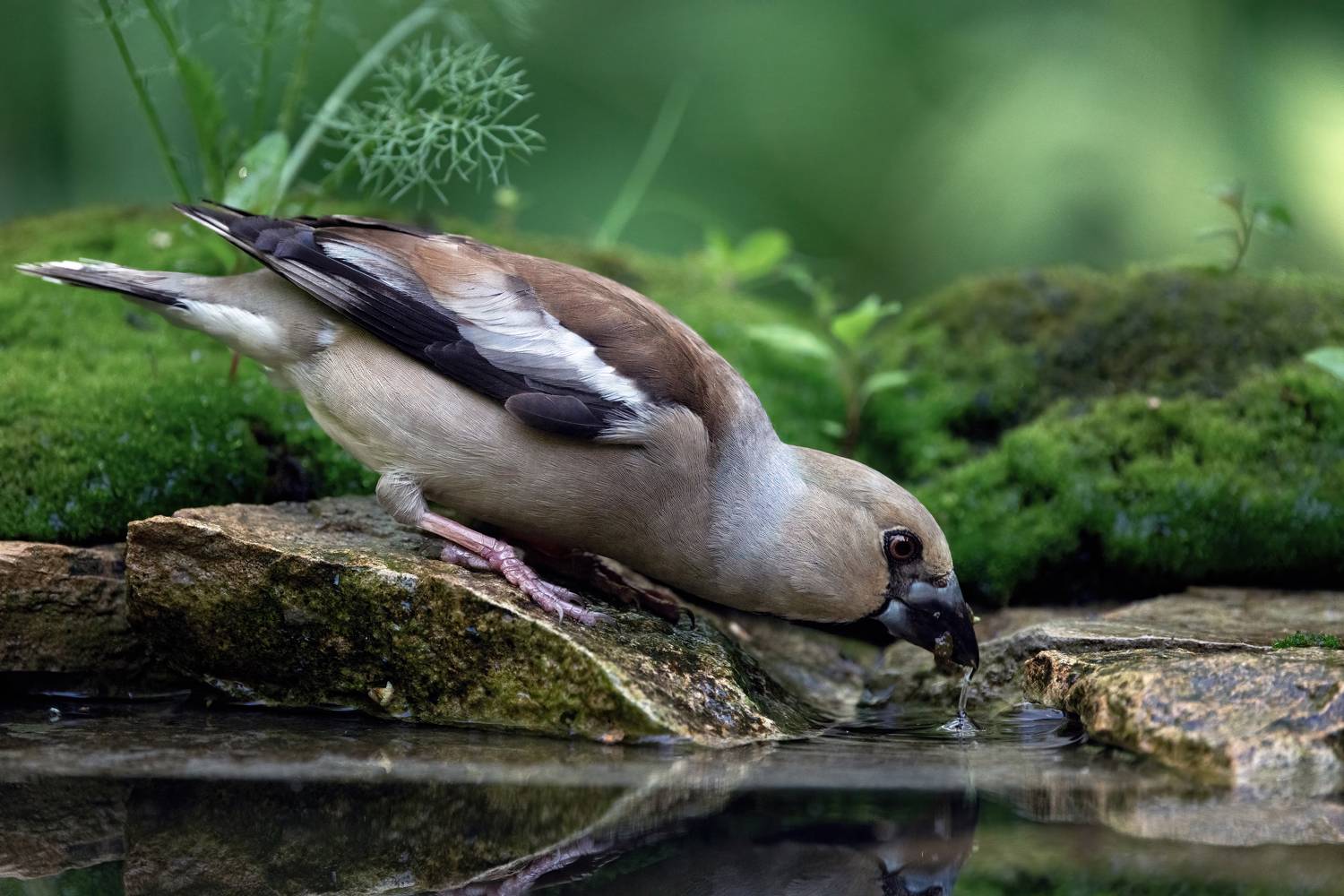 На водопое.... Автор: Марат Кучкаев дубонос, Марат Кучкаев