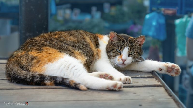 Клеопатра.photo preview