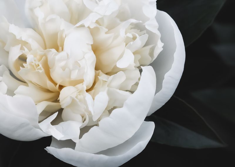 пион, белый, цветок, peony, white photo preview