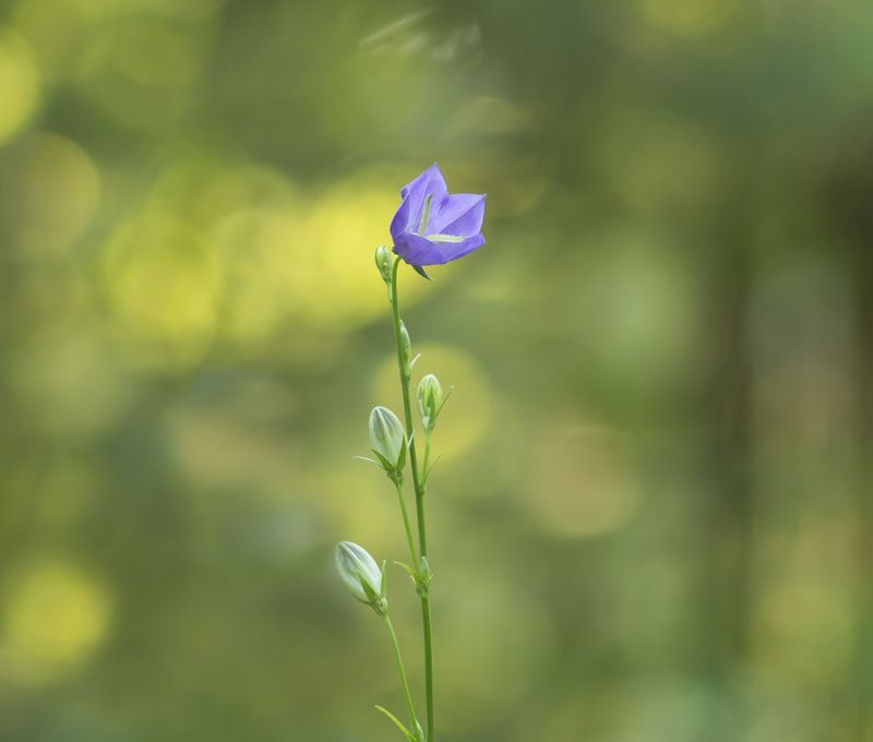Колокольчикphoto preview