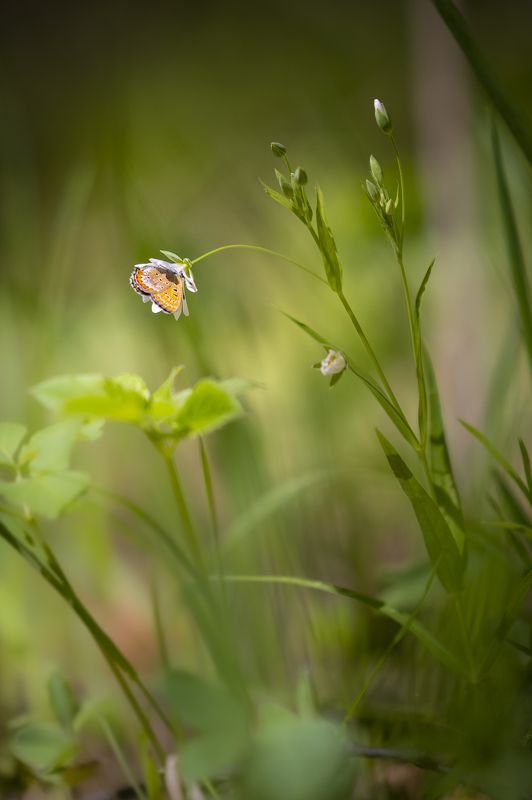 бабочка, лето, урал, природа За нектаромphoto preview