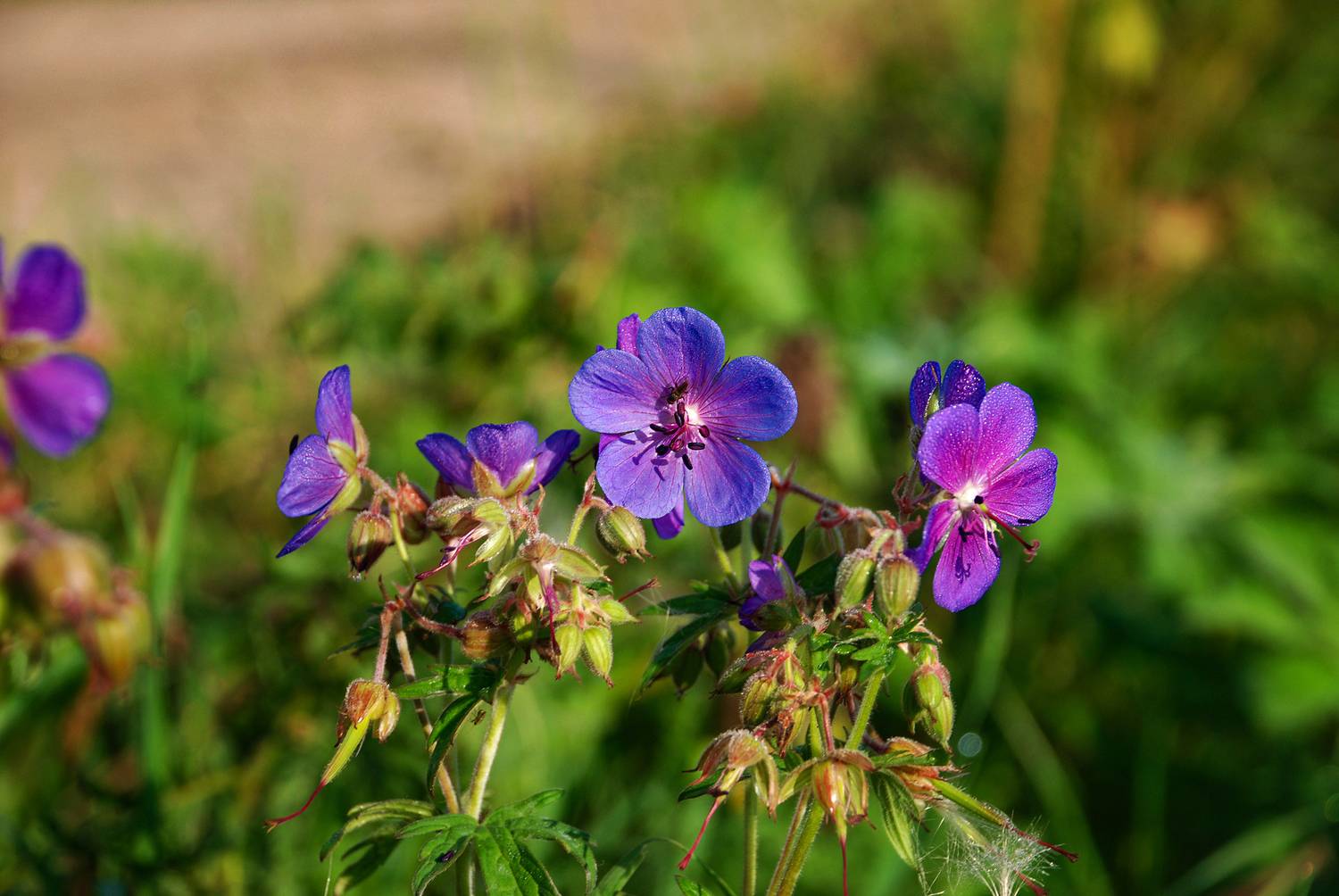 Цветы России. Автор: Владимир Гамаюнов , Владимир Гамаюнов