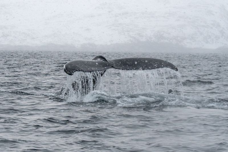 Взмах хвостаphoto preview