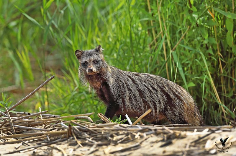 енотовидная, собака. Енотовидная собака.photo preview