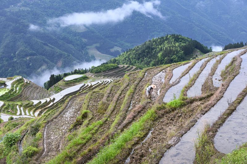 На рисовых поляхphoto preview