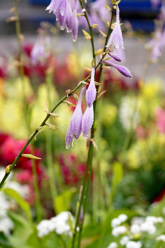 лето, цветы, дождь  после дождяphoto preview