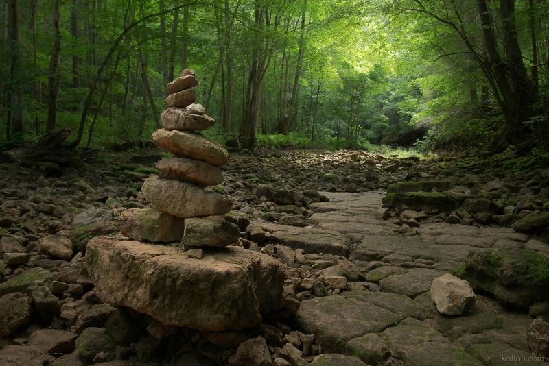 рагуша, бокситогорский район, ленинградская область, джунгли, папоротники Долина реки Рагушаphoto preview